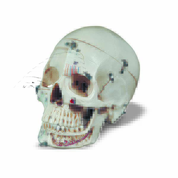 Cranio scomponibile in dieci parti con evidenziazioni anatomiche